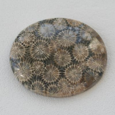 Corail Fossilisé